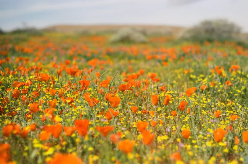 A field of orange poppies and yellow wildflowers