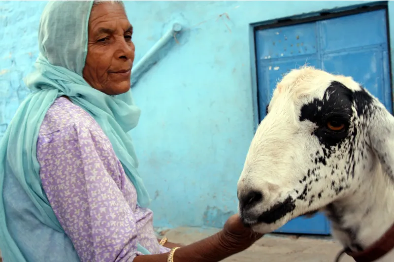 An older woman in a pale blue headscarf stroking a white sheep with black markings, against a blue wall