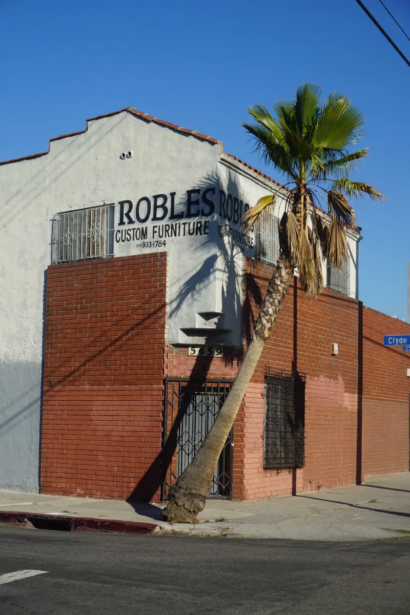 A furniture shop's corner building with a leaning palm tree in front