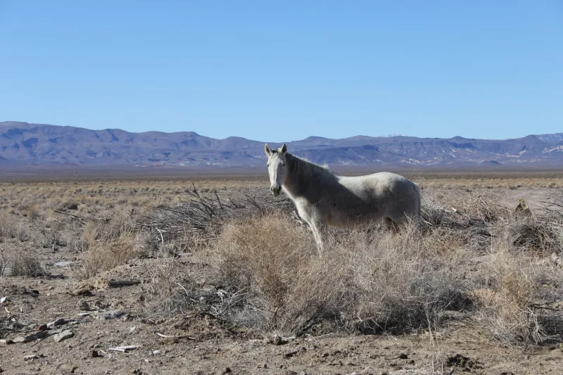 A white horse standing in dry desert scrub, mountains on the horizon