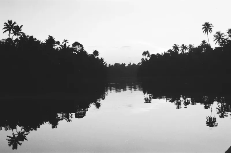 Palm trees reflected in still water, in black and white