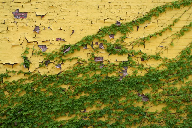 Green ivy spreading over a peeling yellow wall